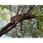 comfort in the Trees - jaguar by John Banovich