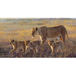 Joining the Pride - lioness and cubs by John Banovich