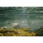 Wide Horizon - Tundra Swan by Robert Bateman