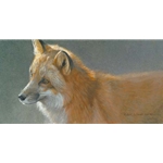 Questing- Red Fox by Robert Bateman