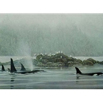 Orca Procession by Robert Bateman