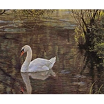 Sylvan Stream - Mute Swan by Robert Bateman