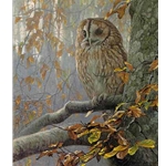Tawny Owl in Beech by Robert Bateman
