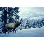 Early Snow - Elk by Daniel Smith