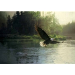 Forever Free - Bald Eagle by Daniel Smith