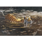 Jungle Crossing - Tiger by wildlife artist Matthew Hillier