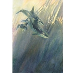 Orca-stration - Whales by Marine artist Linda Thompson