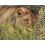 Young Pirate of the Mara - Lion by wildlife artist Patricia Pepin