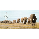 The Last Elephants by African wildlife artist Simon Combes