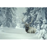 Cloak of Winter - Elk by Daniel Smith