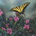 Wildflower Suite - Swallowtail Butterfly & Pink Mountain Heather by Stephen Lyman
