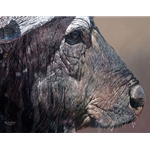 Titan I - cape buffalo face off by African wildlife artist Guy Combes