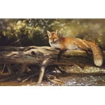 Lazy Days on the Big Crooked - Red Fox resting on log by artist Bonnie Marris