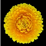 Pot - Marigold by floral photographer Richard Reynolds