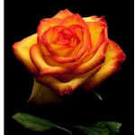Garden Rose 2  - Sunny Leonidas by floral photographer Richard Reynolds