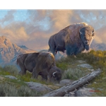 Morning Graze - Bison pair by artist Dustin Van Wechel