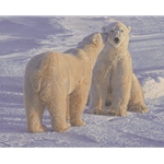 Season's Greetings - polar bears by Daniel Smith