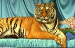 Sheeba - portrait of tiger by Tom Palmore