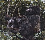Mountain Gorillas by wildlife artist Simon Combes