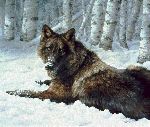 Undercover - Black Timber Wolf resting by wildlife artist Bonnie Marris
