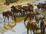 Shallow Water - Horses by artist Tucker Smith