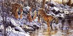 Follow the Leader - Tigers by wildlife artist Matthew Hillier