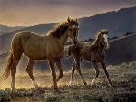 Star and Her Foal by Nancy Glazier