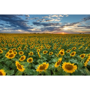 Texas Sunflower Sunset 2 by Rob Greebon