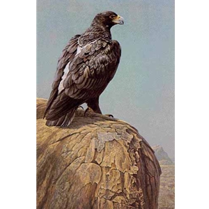 Black Eagle by Robert Bateman