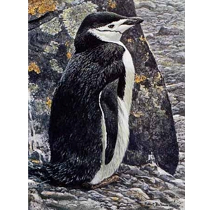 Chinstrap Penguin by Robert Bateman