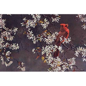 Spring Cardinal by Robert Bateman