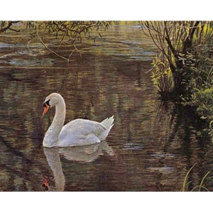 Sylvan Stream - Mute Swan by Robert Bateman