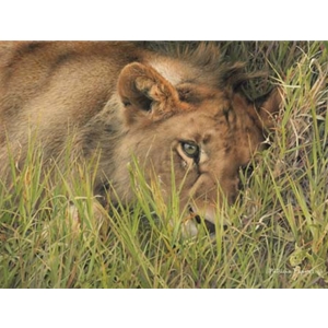 Young Pirate of the Mara - Lion by wildlife artist Patricia Pepin
