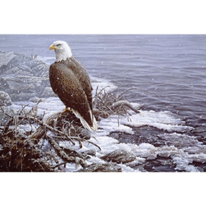 Shoreline Flurries - Bald Eagle by artist Paco Young