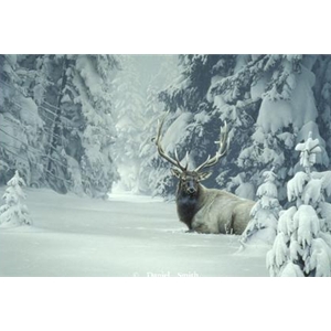 Cloak of Winter - Elk by Daniel Smith