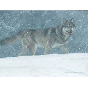 Snowfall - Wolf by Robert Bateman