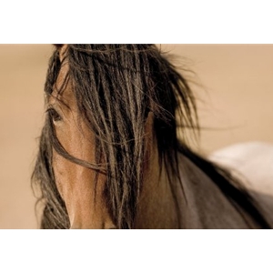 Freedom Wind - Portrait of wild horse by photographer Kimerlee Curyl