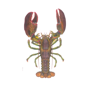 World Record Lobster - (may be hung vertically or horizontally) by deep sea artist Flick Ford