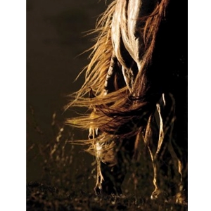 Serene - grazing stallion by equine photographer Kimerlee Curyl