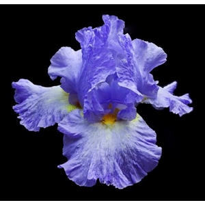 Tall Bearded Iris 2 by floral photographer Richard Reynolds