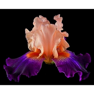 Tall Bearded Iris - Zandria by floral photographer Richard Reynolds