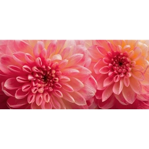 Dahlia 6 - pink blooming by floral photographer Richard Reynolds
