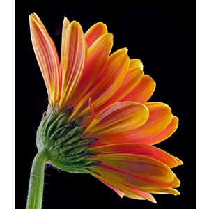 Gerbera Daisy by floral photographer Richard Reynolds