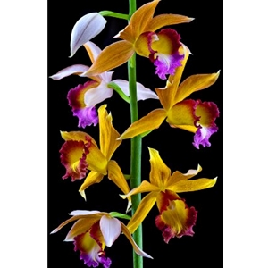 Nun's Orchid by floral photographer Richard Reynolds