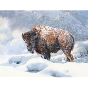 ~ Early Blizzard - Bison in snow by Bonnie Marris