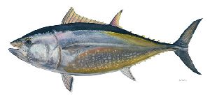 Blue Fin Tuna by Flick Ford