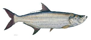 Tarpon by Flick Ford