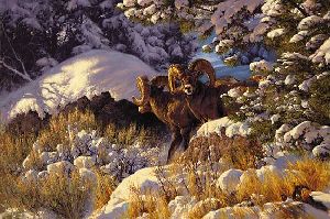 The Boys of December - bighorn sheep by Greg Beecham