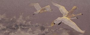 Lift - Trumpeter Swans by Greg Beecham