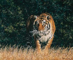 From the Shadows - Tiger by wildlife artist Simon Combes